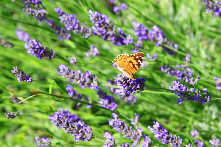 Lavender with butterflyの写真素材