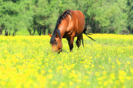 Horseの写真素材