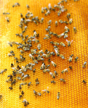 Bees on honeycombの写真素材