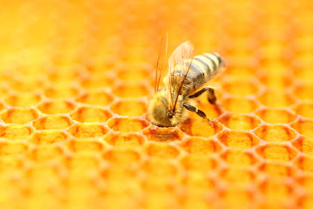 Honeybee in honeycombの写真素材