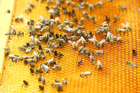 Bees workers community on honeycombの写真素材