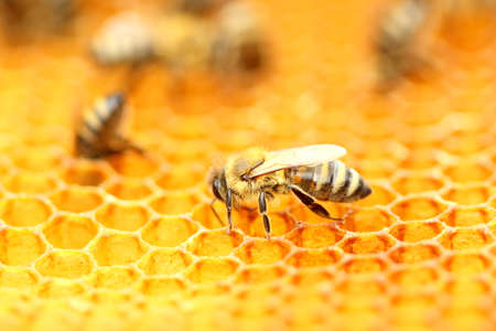 Honeybee in honeycombの写真素材