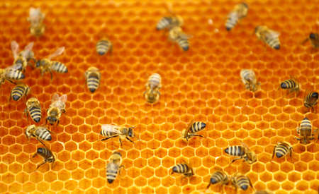 Honeybeesの写真素材