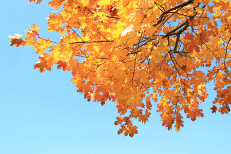 Fall scene in parkの写真素材