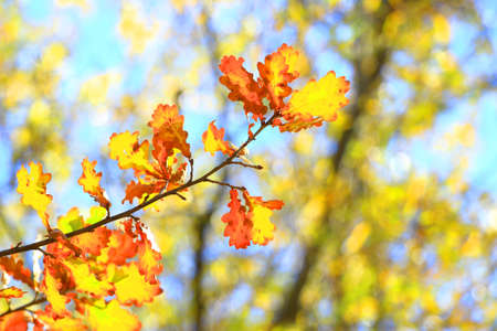 Leaves in fall