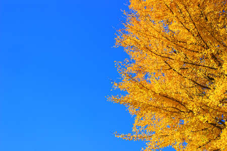 Golden ginkgo leaves and blue skyの写真素材