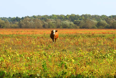 Cow on meadowの写真素材