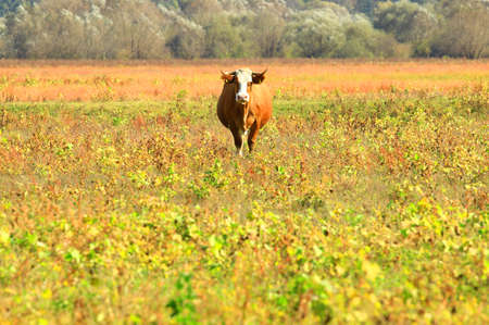 Cow in natureの写真素材