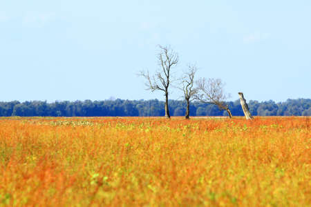 Old trees in fall landscapeの写真素材