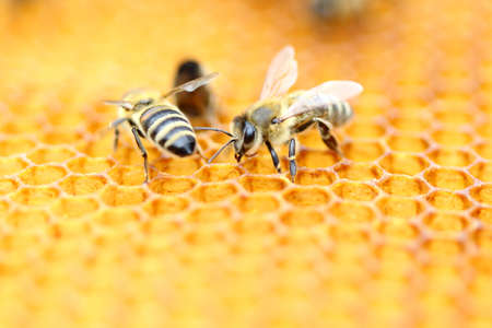 Honeybeesの写真素材