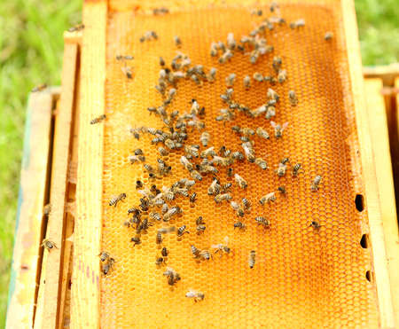 Beesの写真素材
