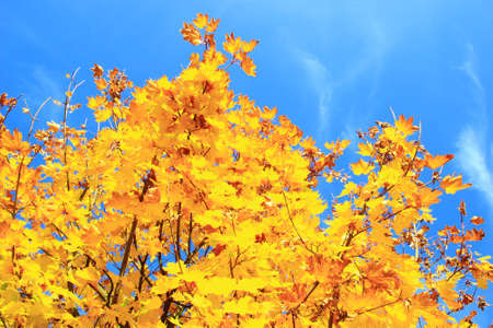 Maple tree in fall, blue sky in backgroundの写真素材