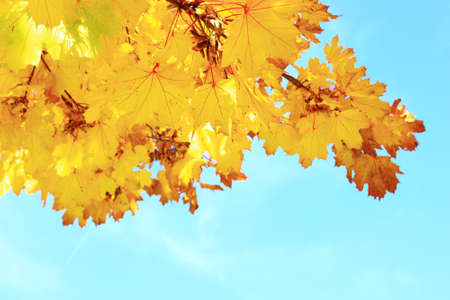 Maple in fallの写真素材