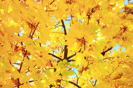 Maple treeの写真素材