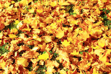 Autumn leaves on groundの写真素材