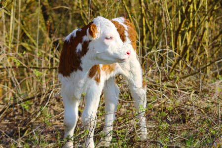 Cute little calfの写真素材