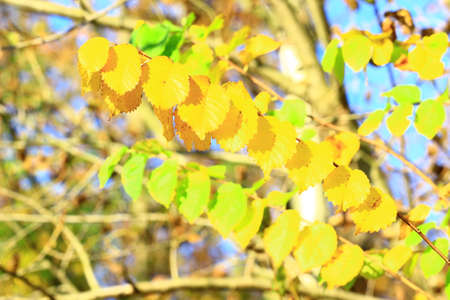Leaves in autumn