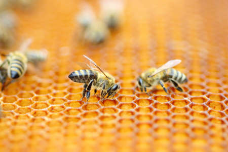 Bees workers in honeycombの写真素材