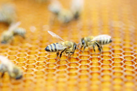 Bees in honeycombの写真素材