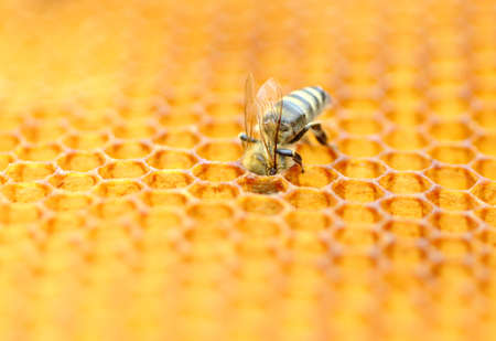 Honeybeeの写真素材
