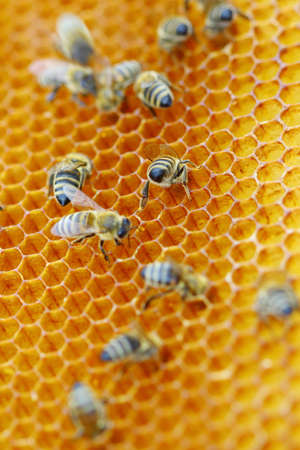 Honeybees in honeycombの写真素材
