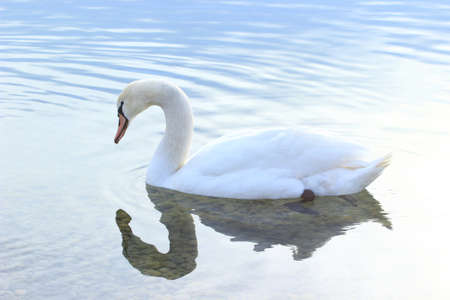 Swan on lakeの写真素材