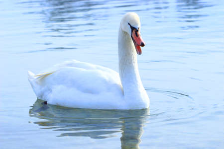 Mute swan on the waterの写真素材