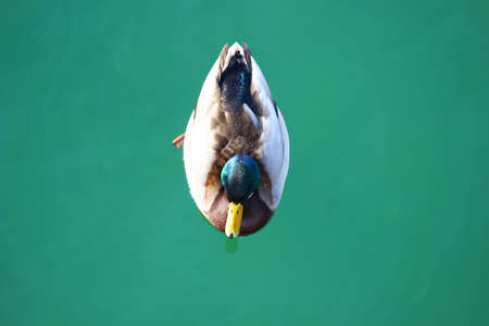Mallard on waterの写真素材
