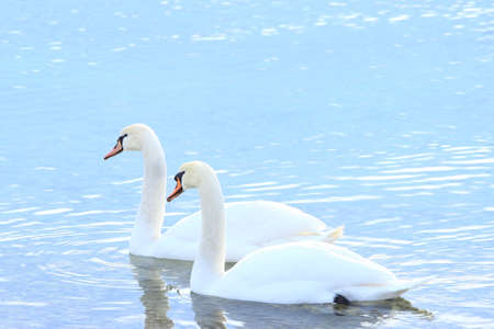 Swans couple in waterの写真素材