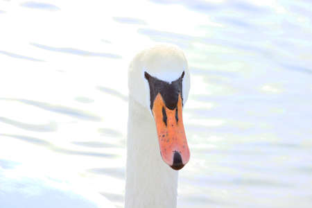 Swan faceの写真素材