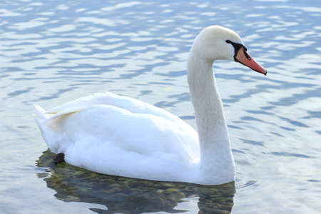 Mute swan in waterの写真素材