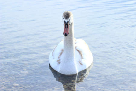 Swan on the waterの写真素材