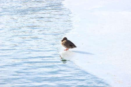Duck female on the edge of frozen lakeの写真素材