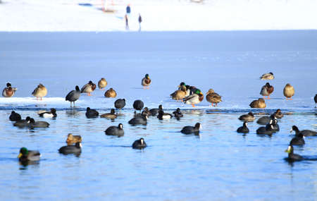 Water birdsの写真素材