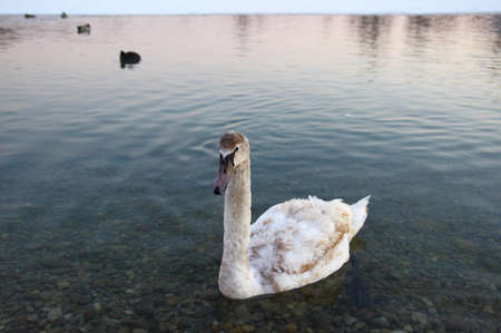 Young swanの写真素材