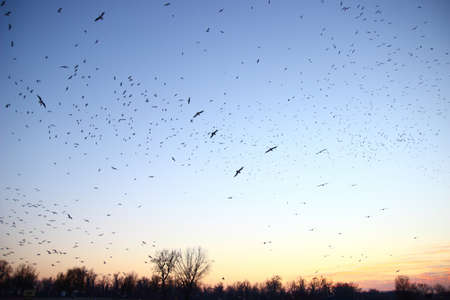 Flock of birds in flight at sunsetの写真素材