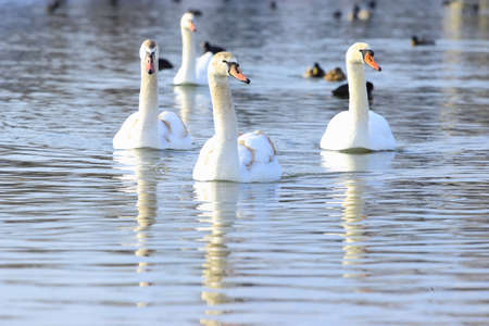 Swans in waterの写真素材