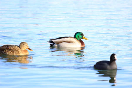 Wild ducks and coot in waterの写真素材