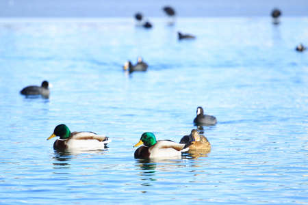 Wild ducks on lakeの写真素材