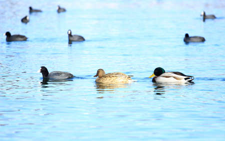 Ducks on the lakeの写真素材