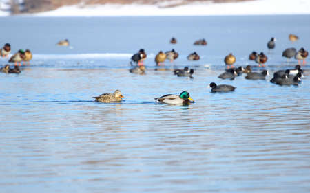 Water birds on the lake in winterの写真素材