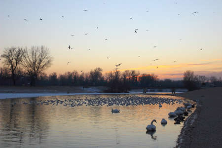 Aquatic birds at sunsetの写真素材