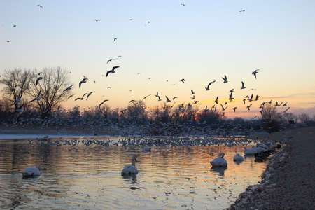 Water birds on the lake at sunsetの写真素材