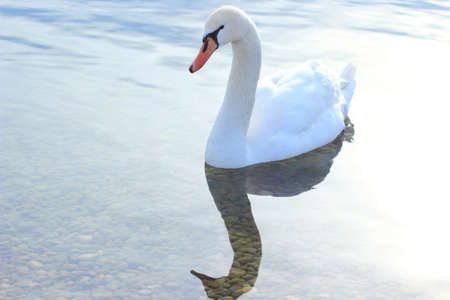 Swan in waterの写真素材