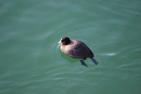 Coot in waterの写真素材