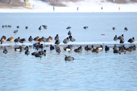 water  birds in winterの写真素材