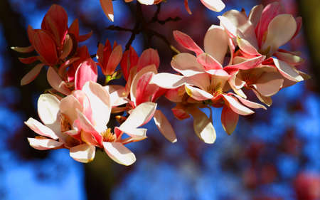 Spring blossomの写真素材