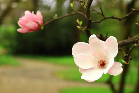 Spring blossomの写真素材