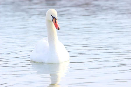 Swanの写真素材