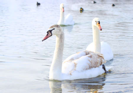 Swans on lake in springの写真素材